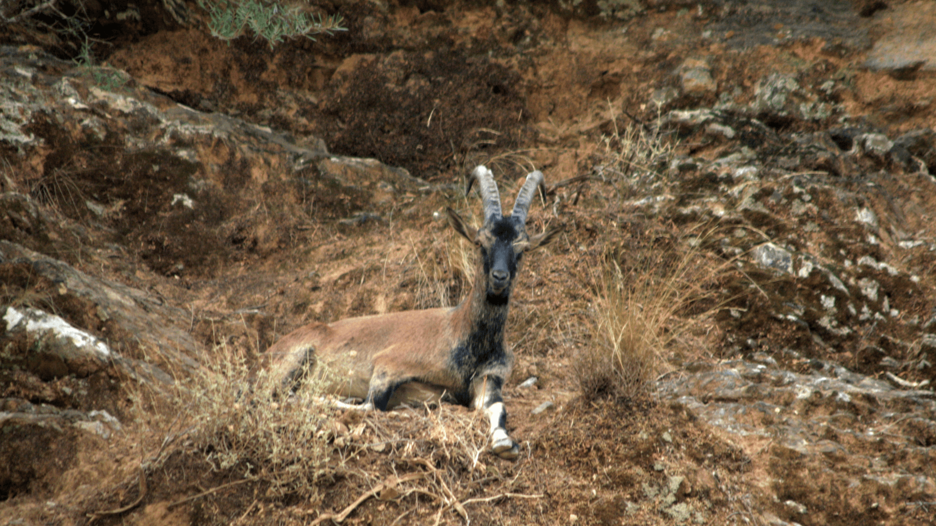 Thodorou Island Kri Kri